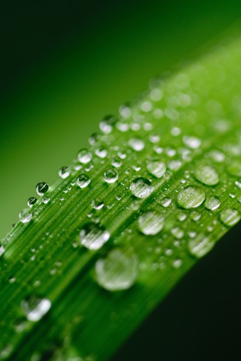 How to Estimate Leaf Wetness Duration (LWD) Using the CART Method in R